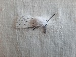 Breitflügliger Fleckleibbär (Ausschnitt)
